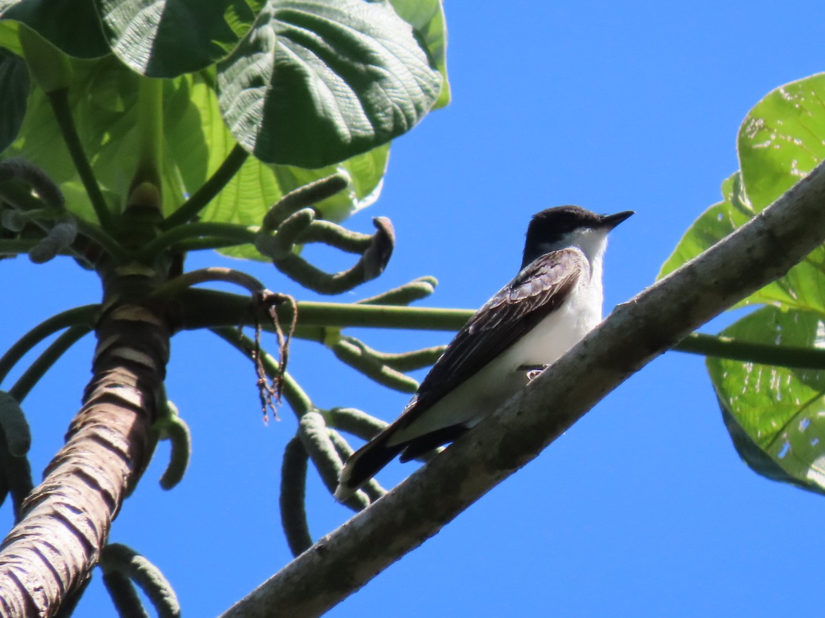 Eastern Kingbird - ML623641765