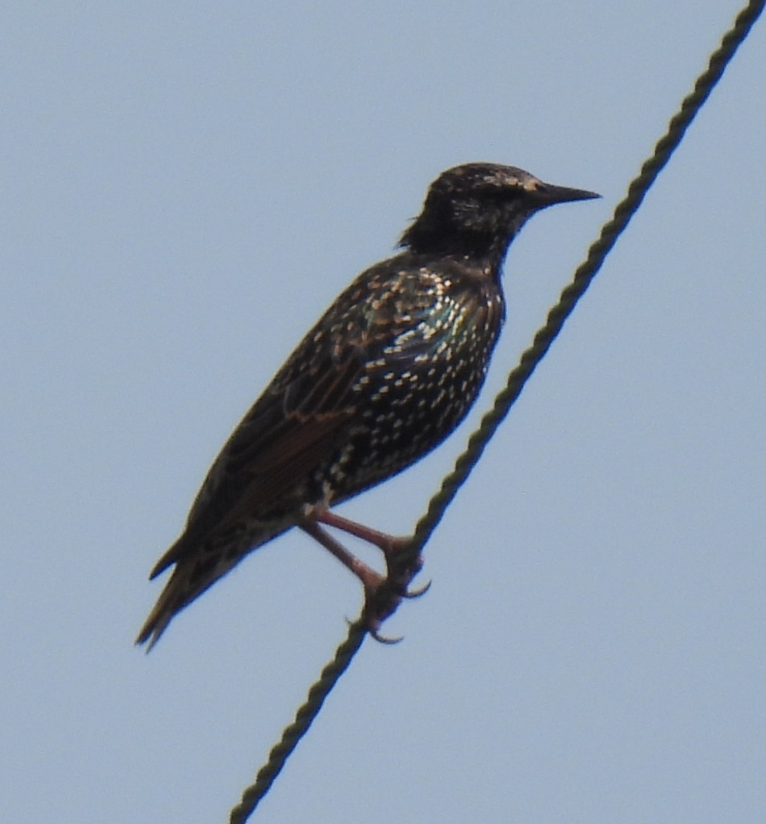 European Starling - ML623641770