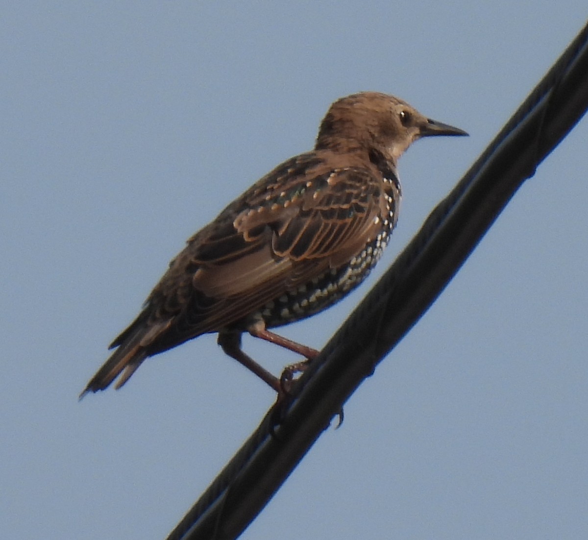 European Starling - ML623641774