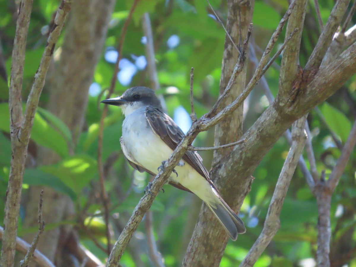 Gray Kingbird - ML623641775