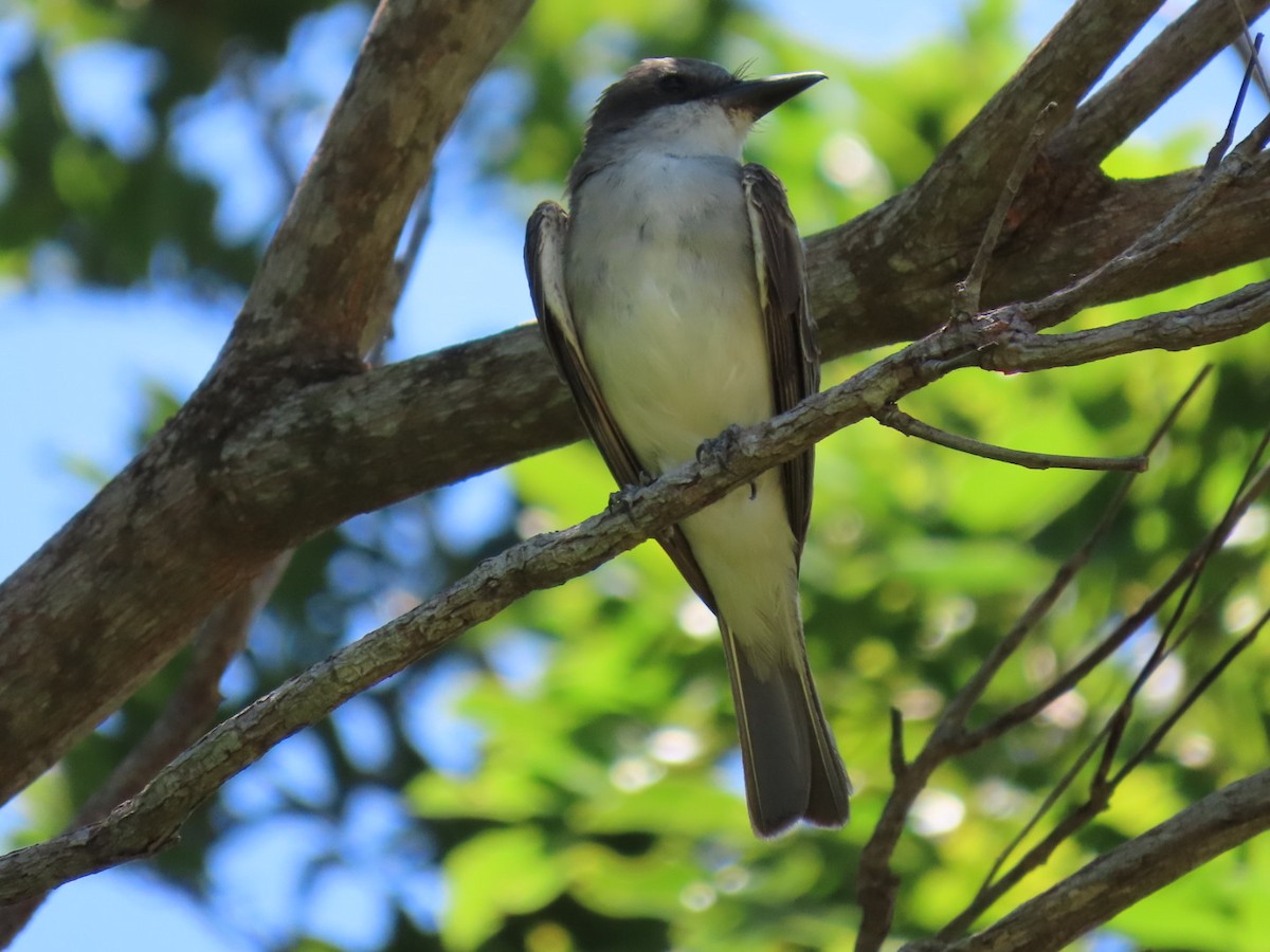 Gray Kingbird - ML623641776