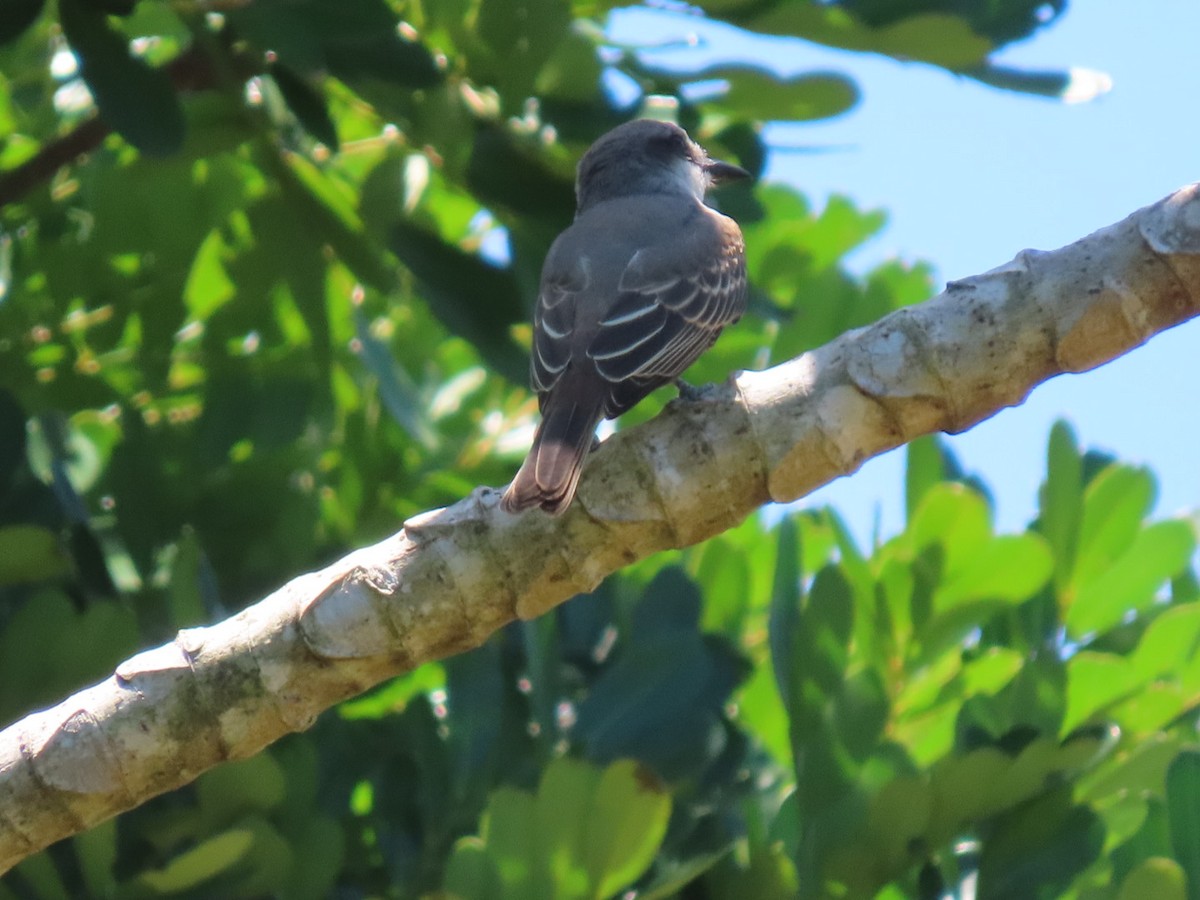 Gray Kingbird - ML623641777