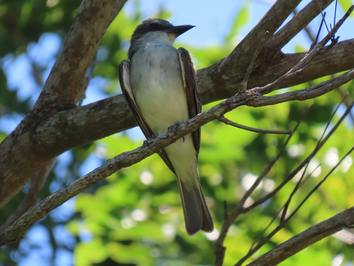 Gray Kingbird - ML623641778