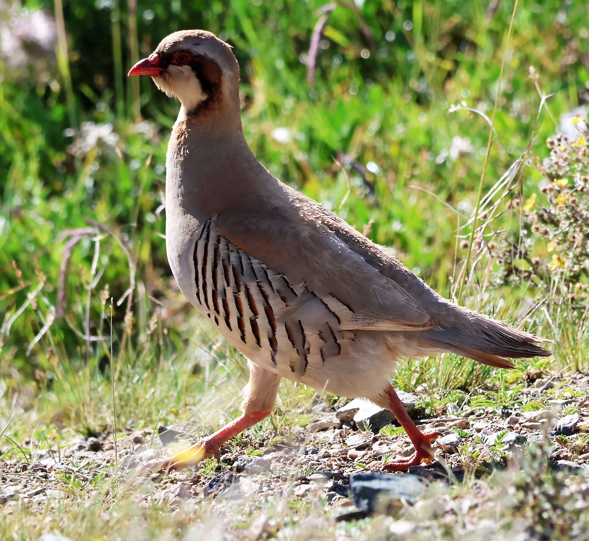 Przevalski's Partridge - ML623641791