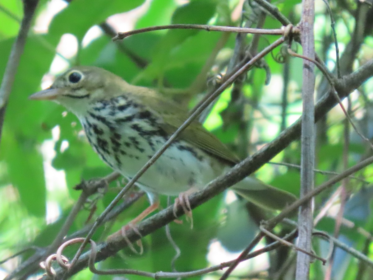 Ovenbird - Anuar Acosta