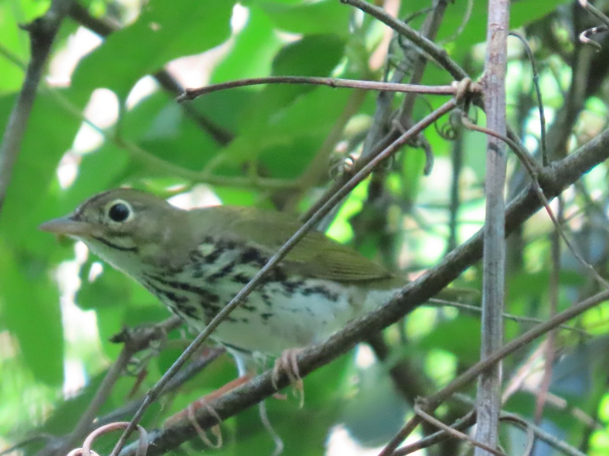 Ovenbird - ML623641797