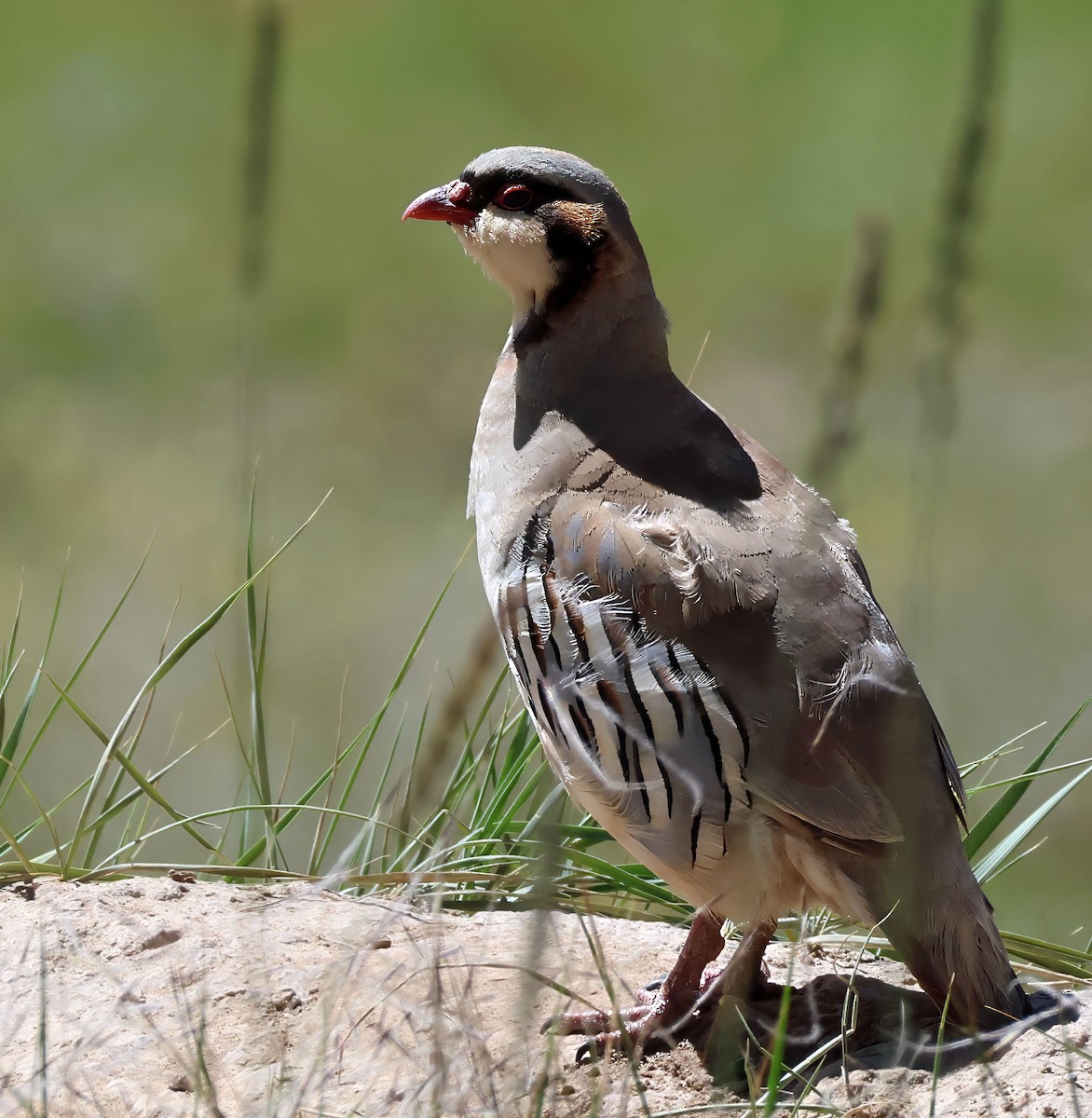 Przevalski's Partridge - ML623641818