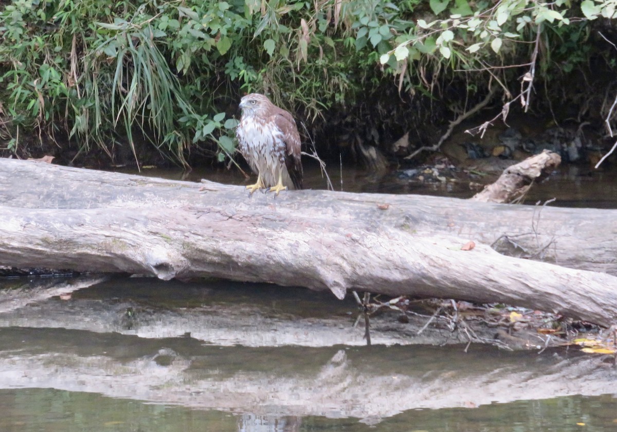 Red-tailed Hawk - ML623641833