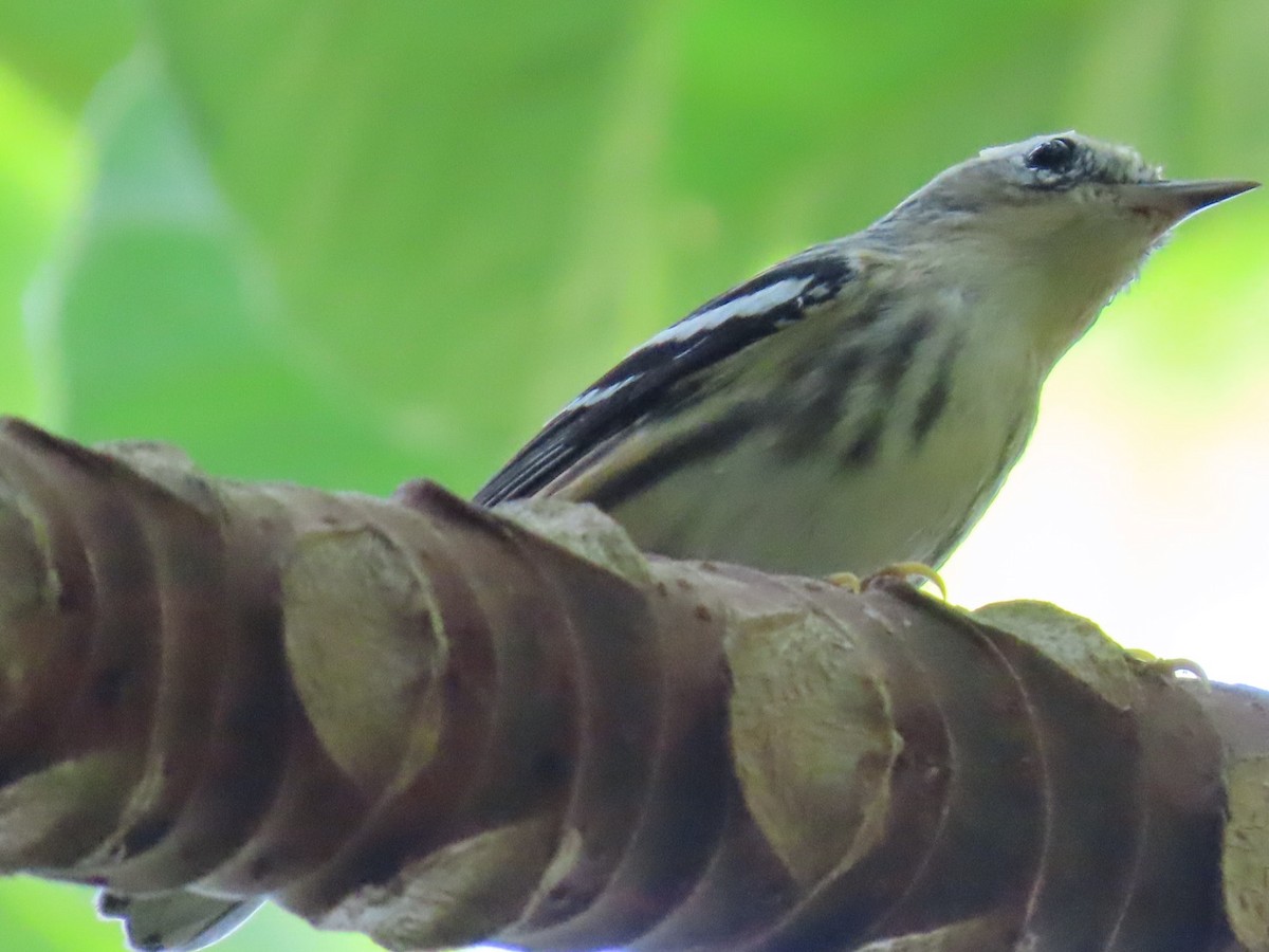 Black-and-white Warbler - ML623641835