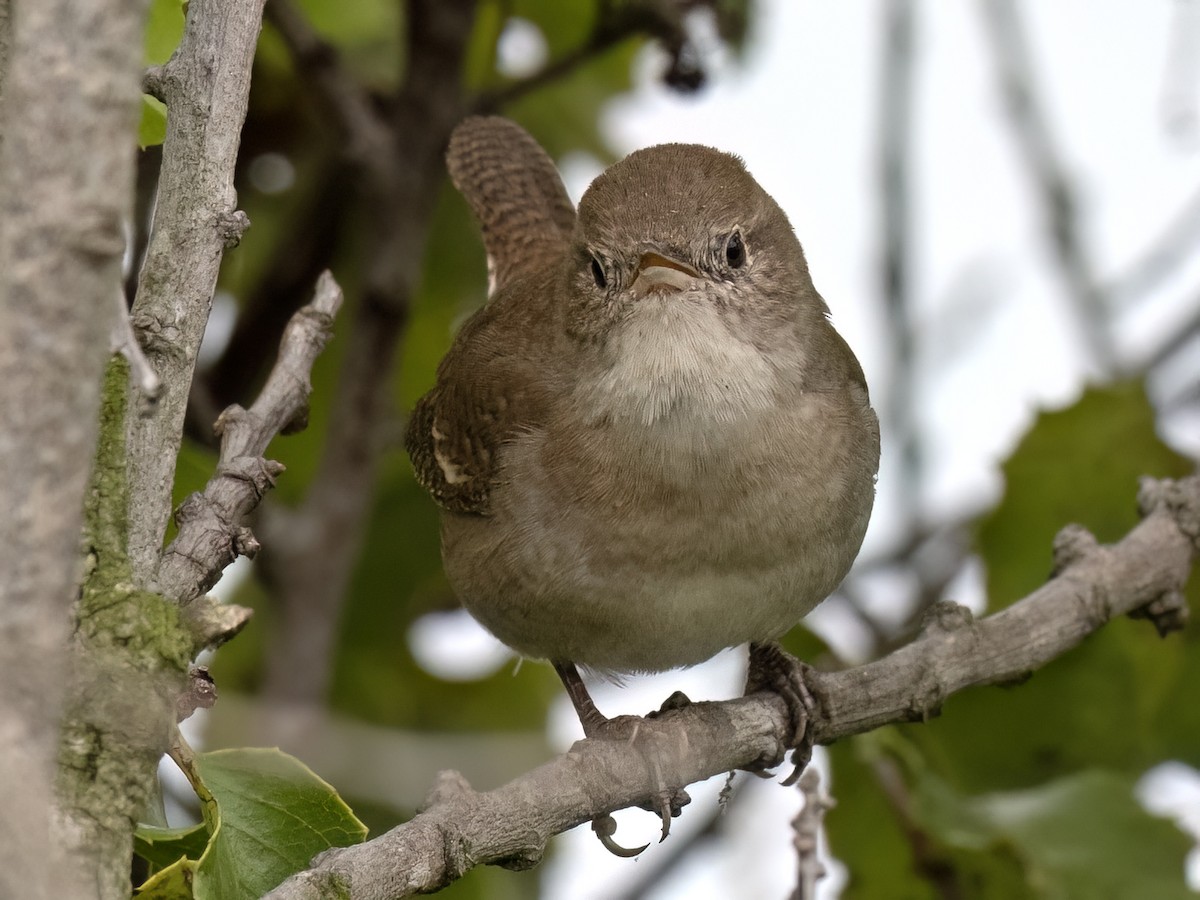 House Wren (Northern) - Robert Hamilton