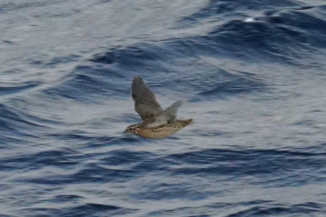 Common Quail - ML623641876