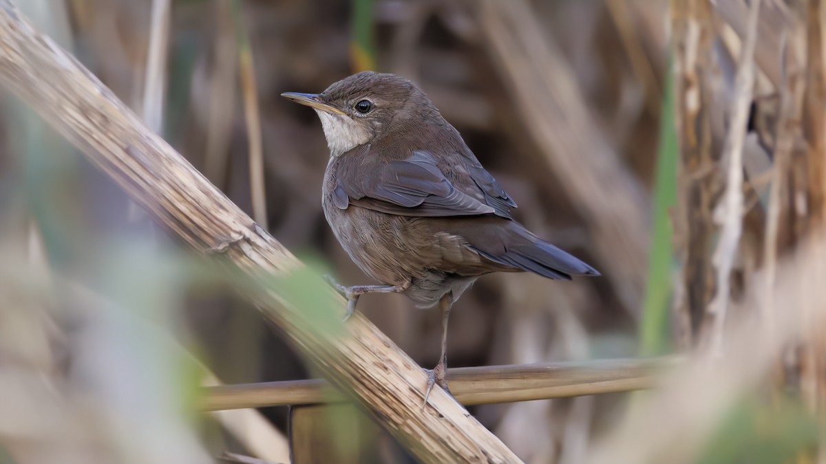 Savi's Warbler - ML623641898