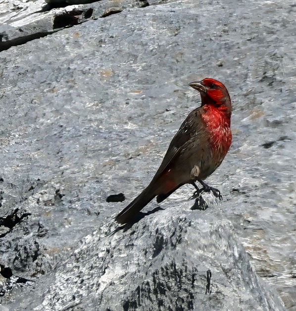 Red-fronted Rosefinch - Joelle Buffa Clyde Morris