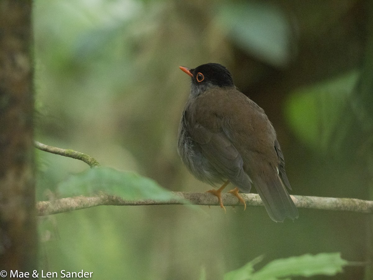 Black-headed Nightingale-Thrush - ML623641920