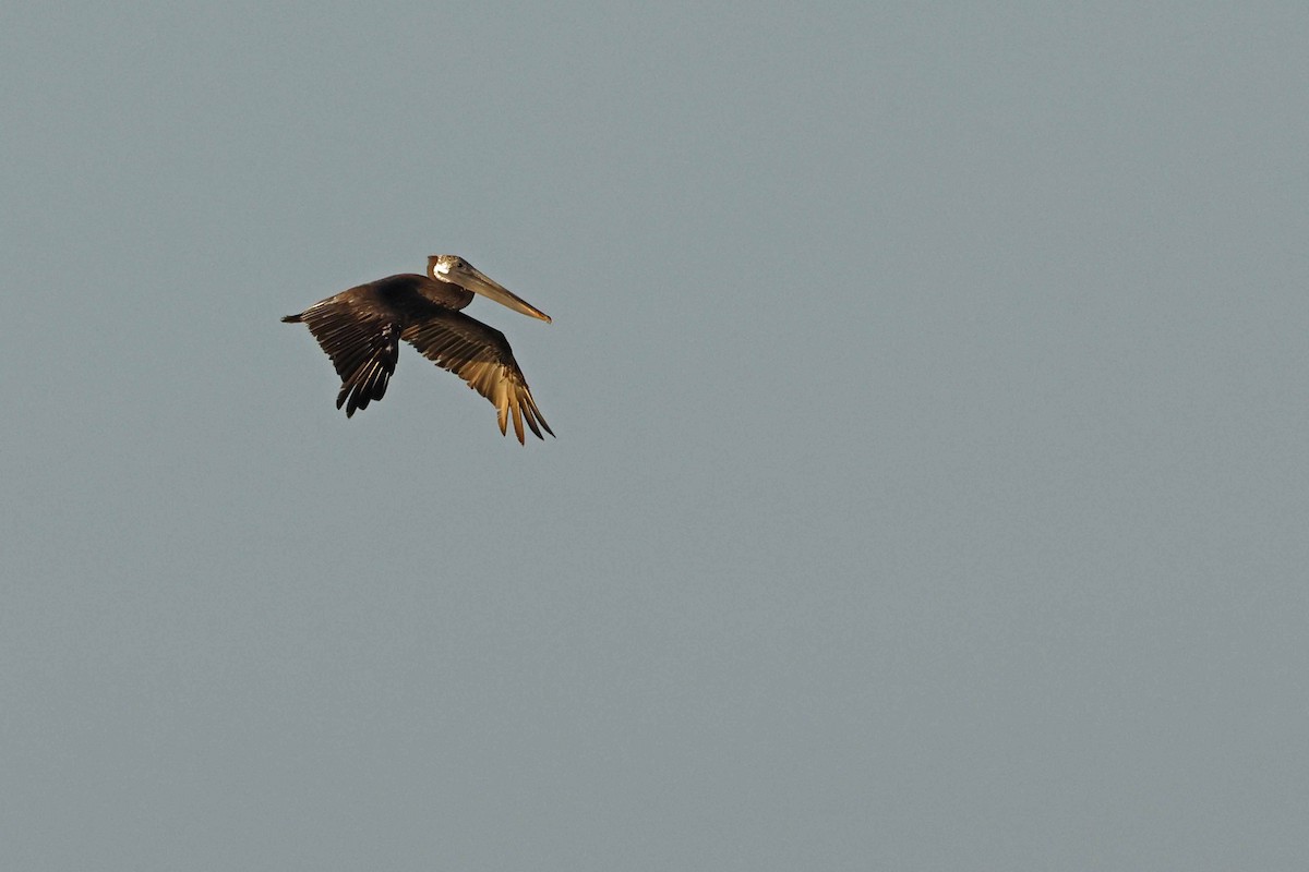 Brown Pelican - Mark W. Lockwood