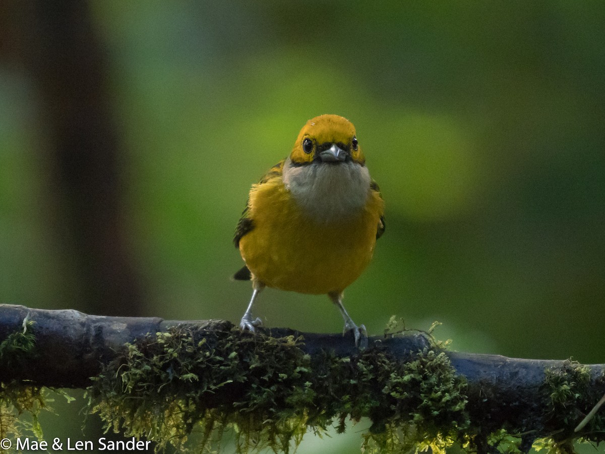 Silver-throated Tanager - ML623641992