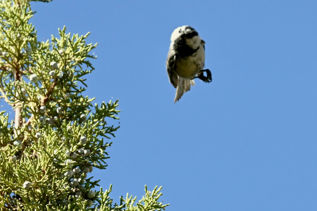 Mountain Chickadee - ML623642000