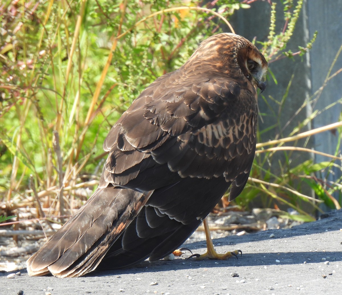 Northern Harrier - ML623642016