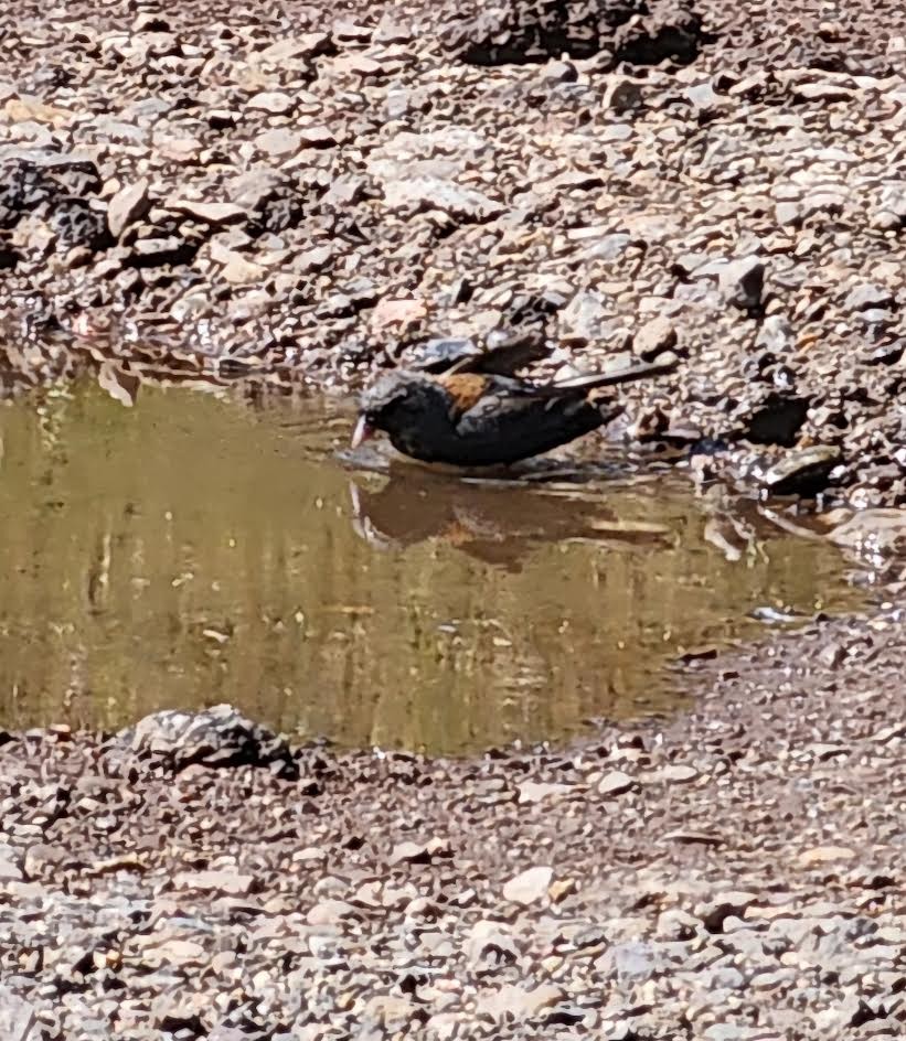 Dark-eyed Junco (Gray-headed) - ML623642026