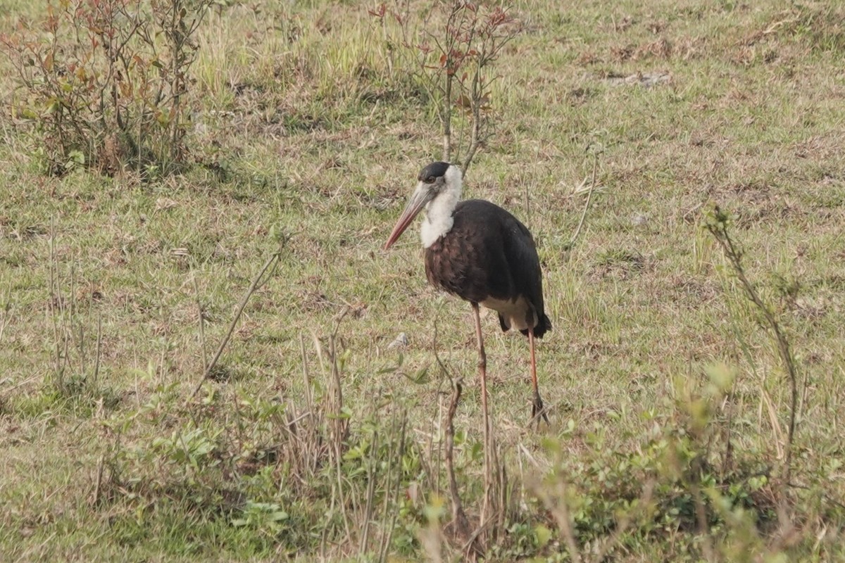 Asian Woolly-necked Stork - ML623642123