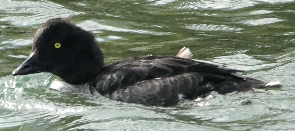 Barrow's Goldeneye - ML623642125