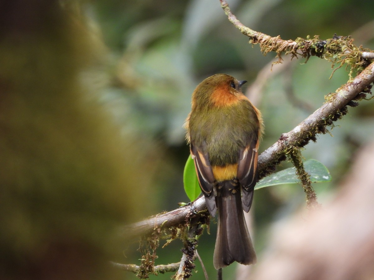 Cinnamon Flycatcher - ML623642197