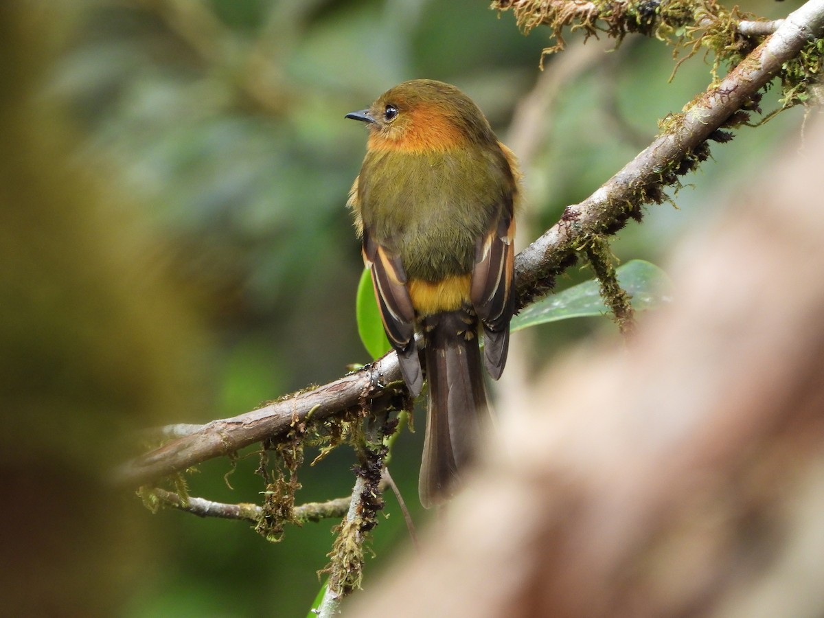 Cinnamon Flycatcher - ML623642204