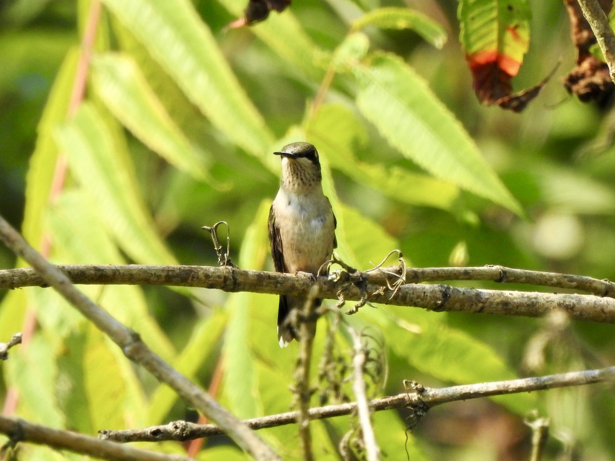 Colibri à gorge rubis - ML623642208