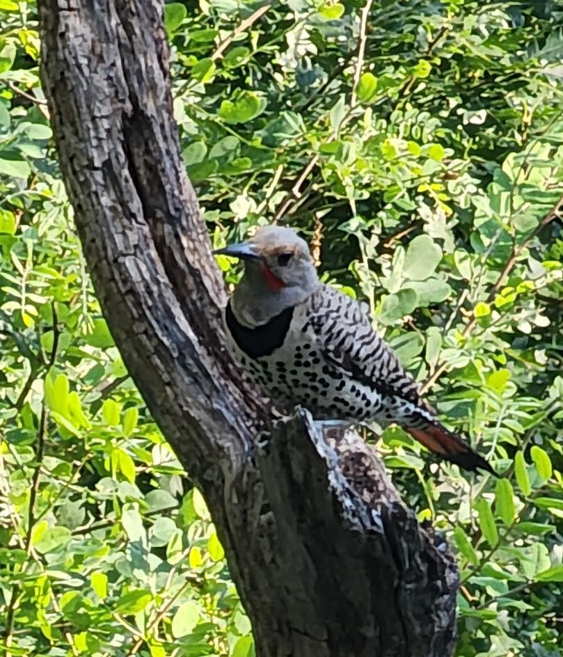 Northern Flicker (Red-shafted) - ML623642212