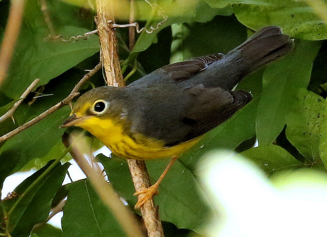 Canada Warbler - ML623642224