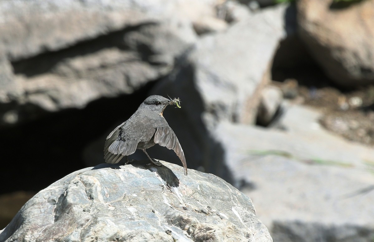 Rufous-throated Dipper - ML623642226