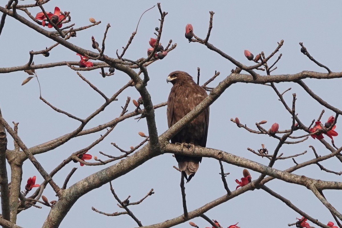 Бор бүргэд - ML623642258