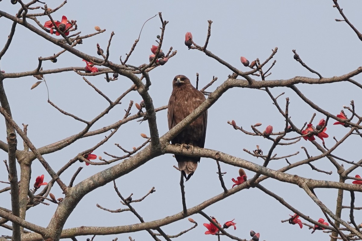 Arrano pikarta - ML623642263