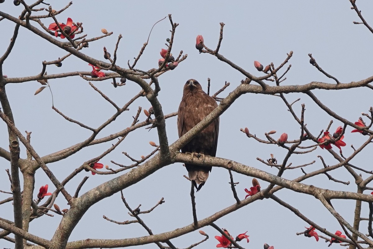 Бор бүргэд - ML623642269