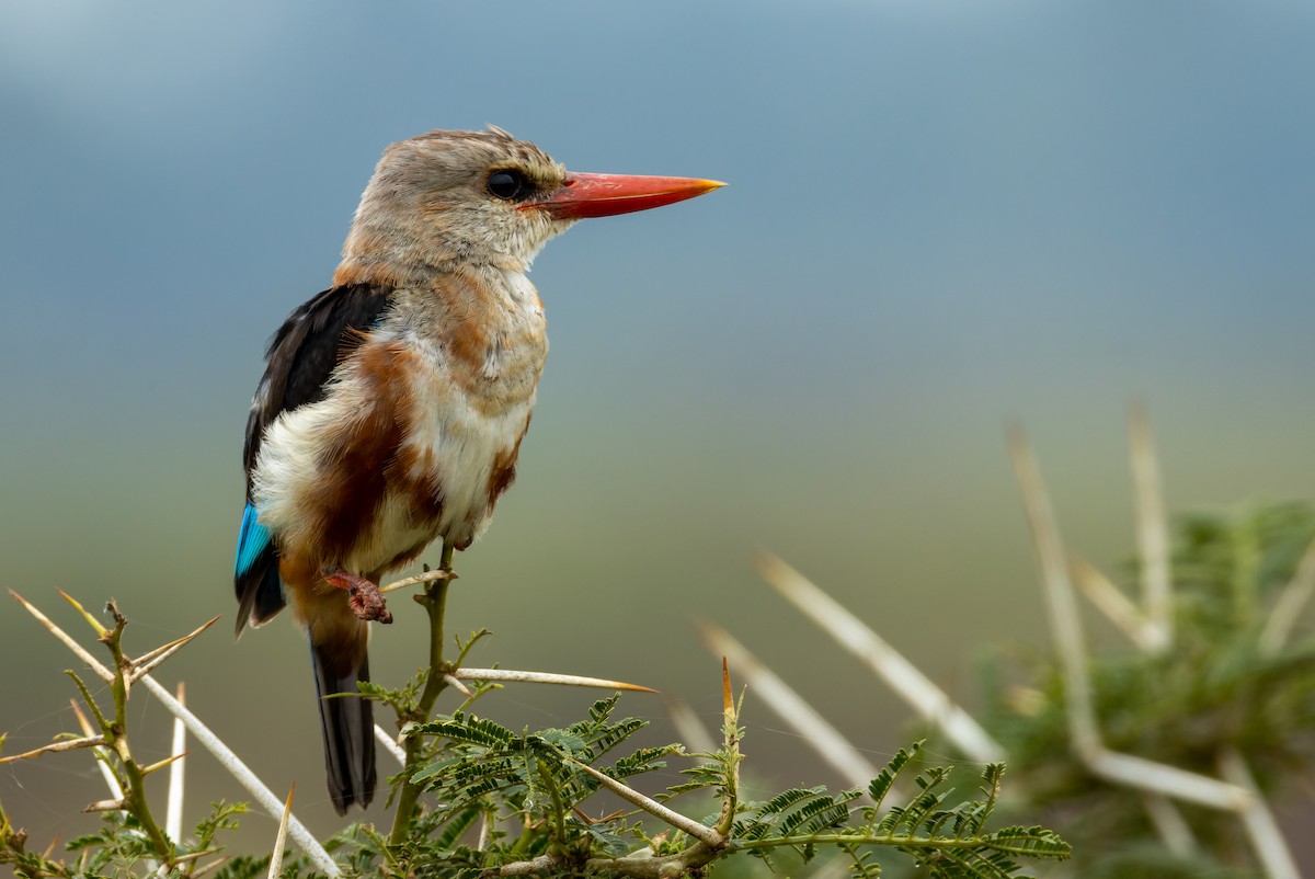 Gray-headed Kingfisher - ML623642274