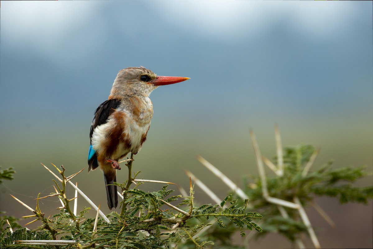 Gray-headed Kingfisher - ML623642275