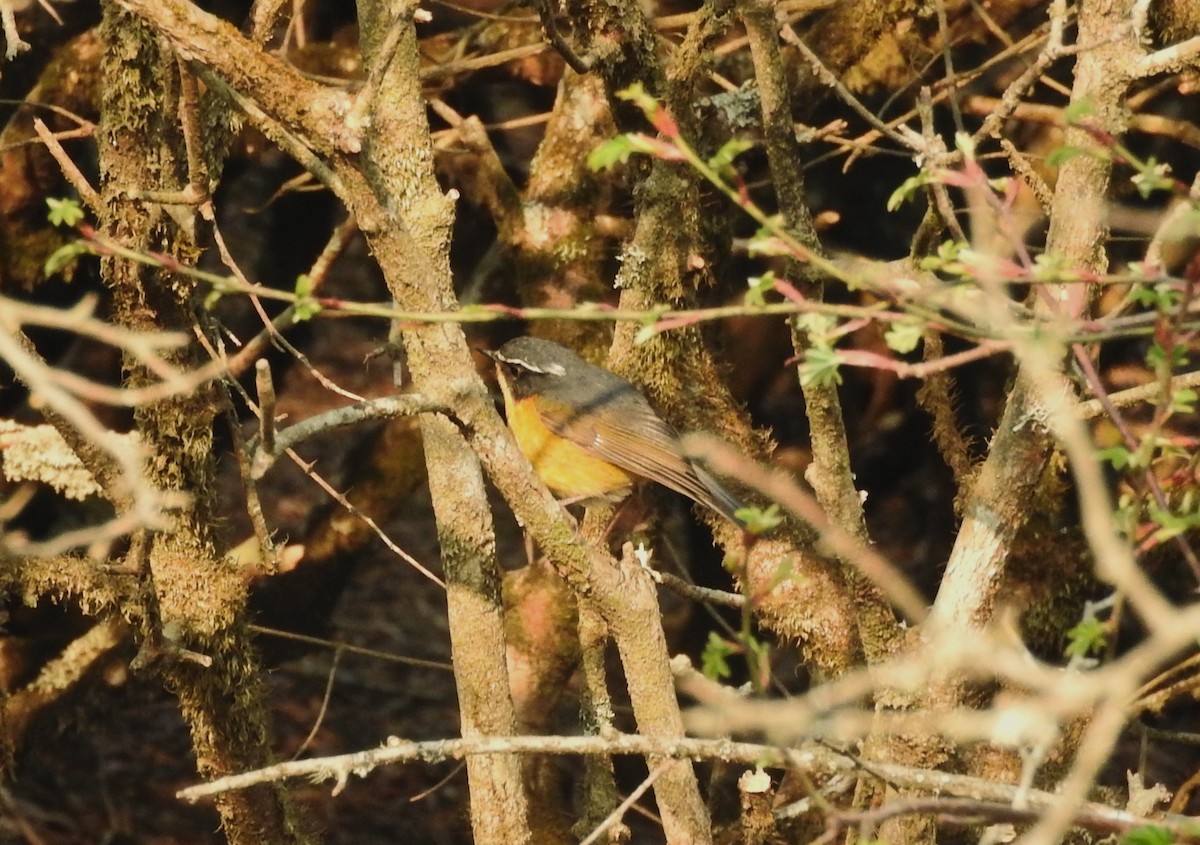 Robin à sourcils blancs - ML623642289