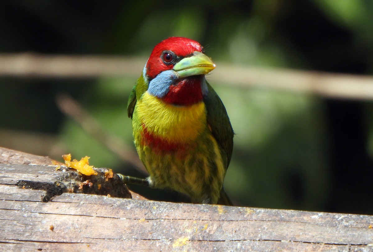 Çok Renkli Barbet - ML623642290