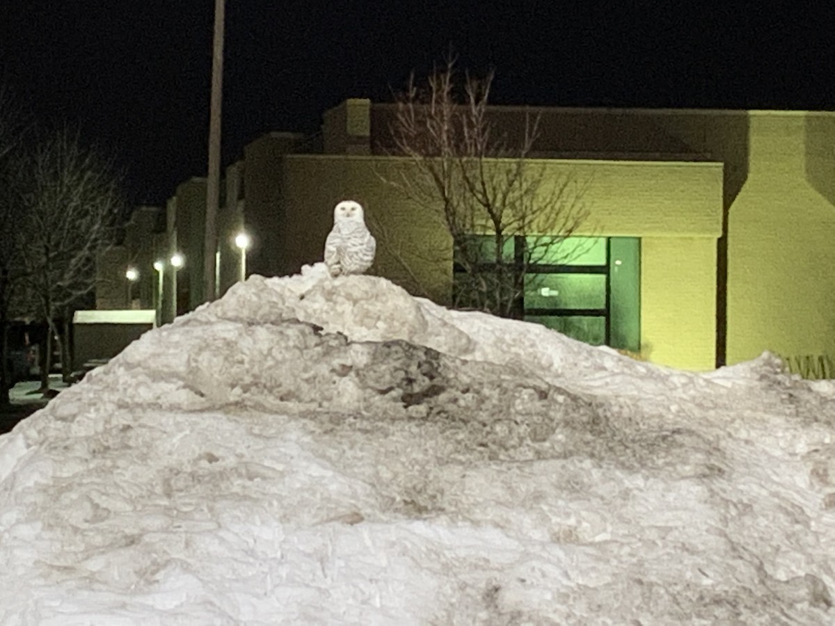 Snowy Owl - ML623642323