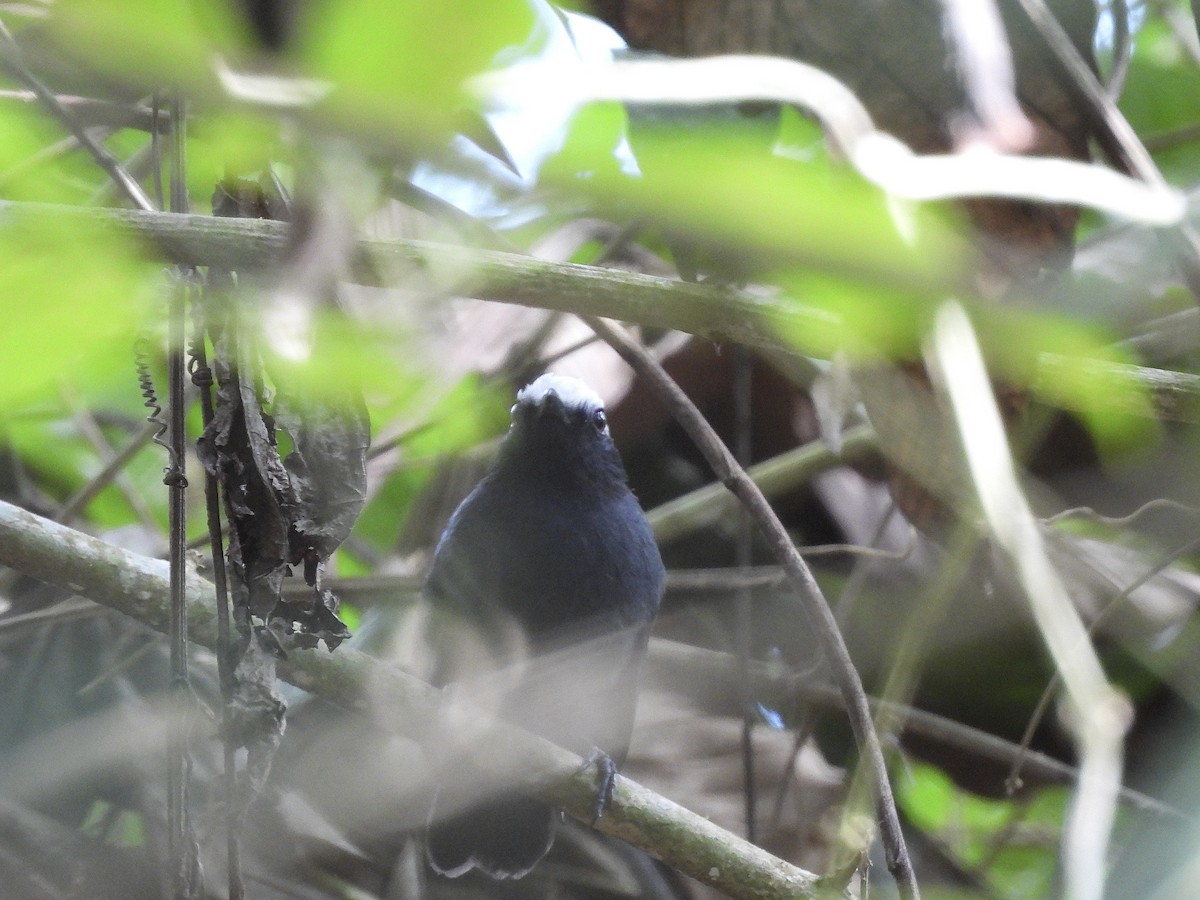 White-browed Antbird - ML623642350