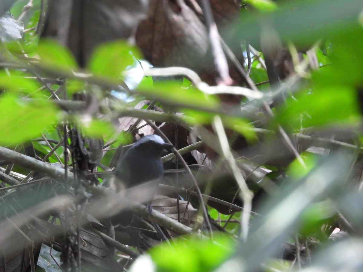 White-browed Antbird - ML623642351