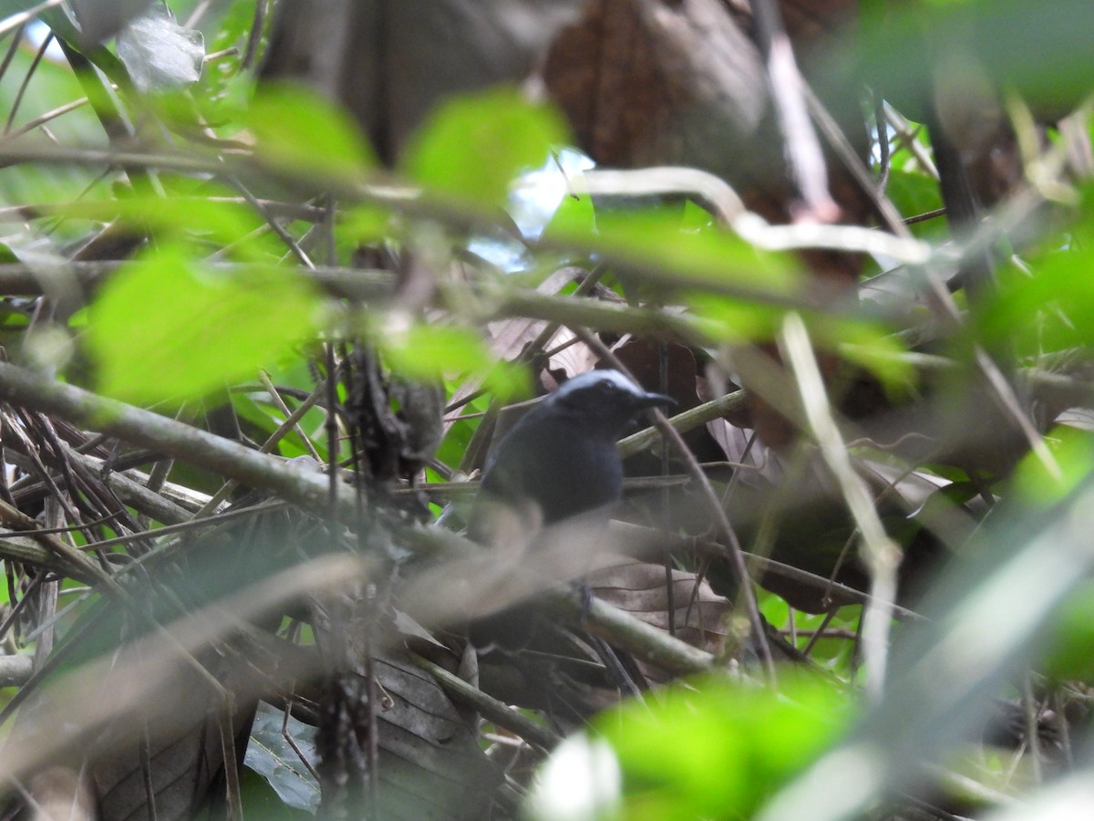 White-browed Antbird - ML623642352