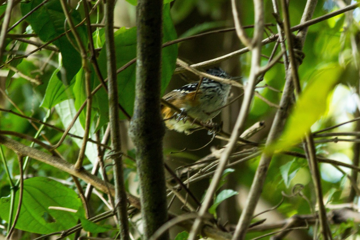 Klages's Antbird - ML623642386