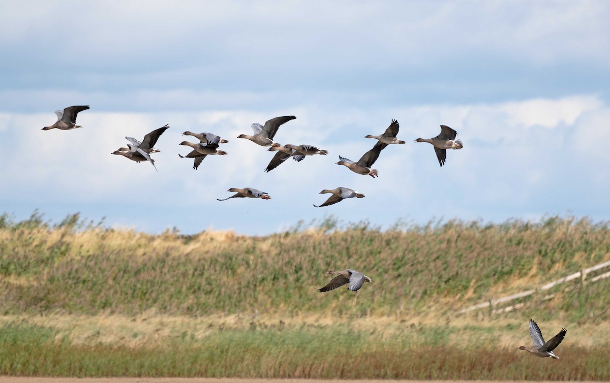 Pink-footed Goose - ML623642421