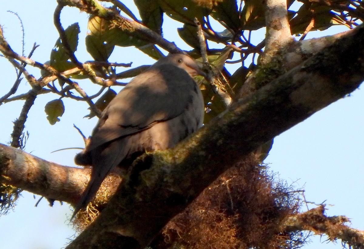 Plumbeous Pigeon - ML623642432