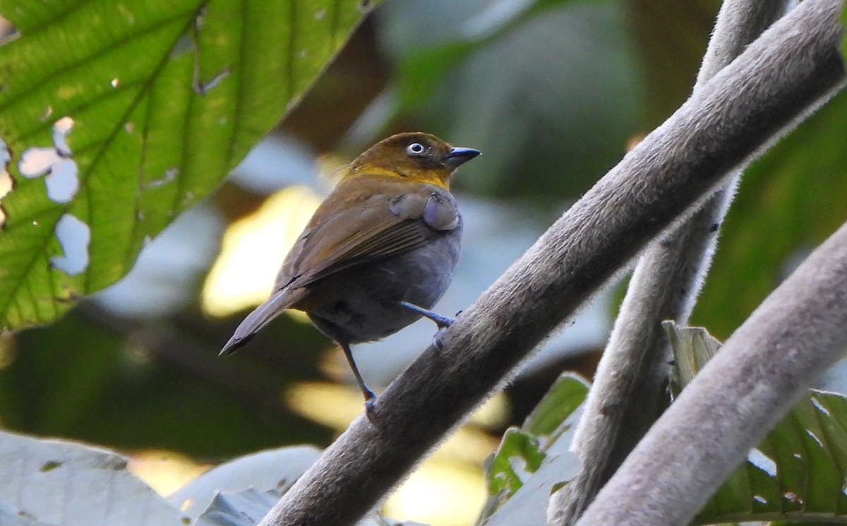 Yellow-throated Chlorospingus - ML623642461