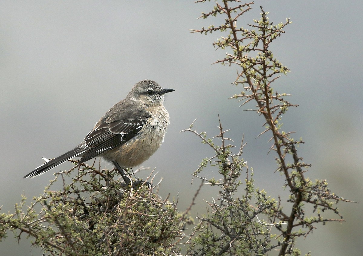 Patagonya Taklitçisi - ML623642469