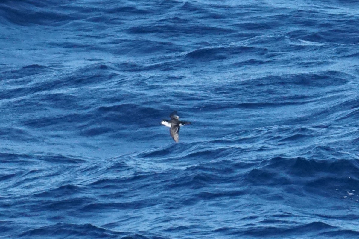 Barolo Shearwater - ML623642494