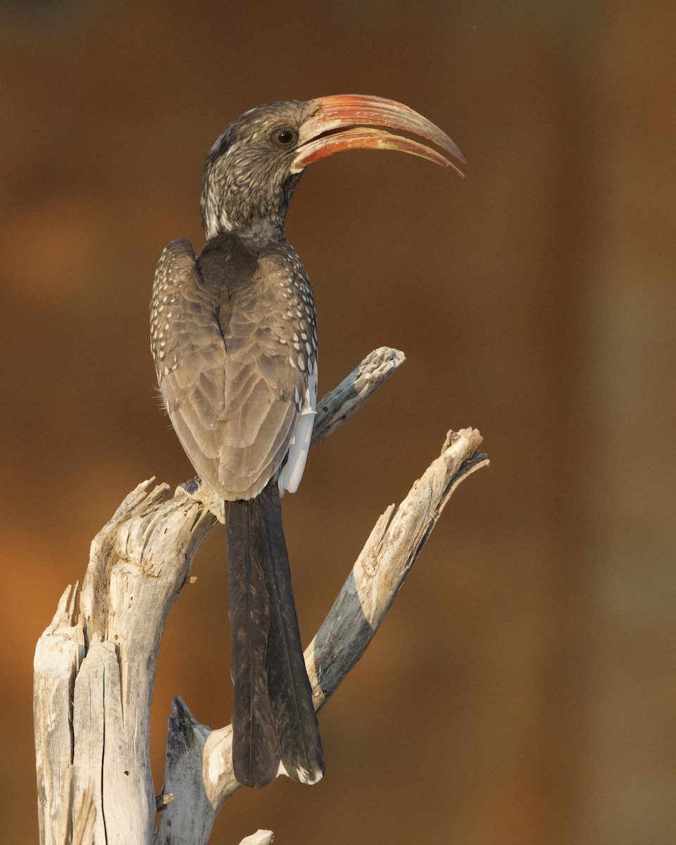 Monteiro's Hornbill - ML623642507