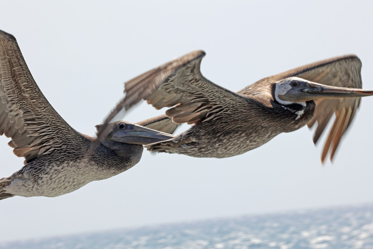 Brown Pelican - ML623642514